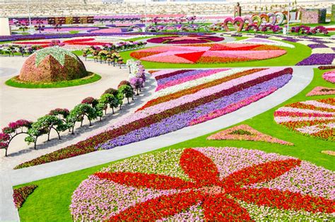Dubai Miracle Garden Worlds Biggest Flower Garden Top Dreamer