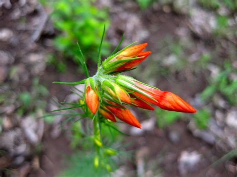 We have 308 homeowner reviews of top oklahoma city landscaping companies. oklahoma native plants | Eco Landscaping