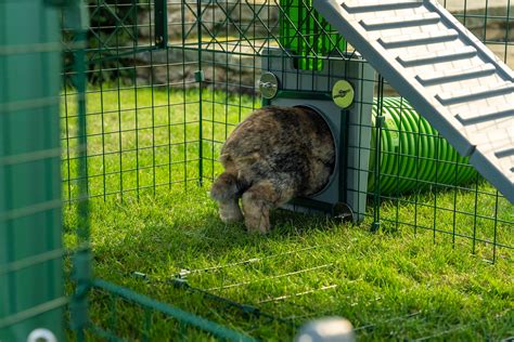 Rabbits And Digging Omlet Blog Us
