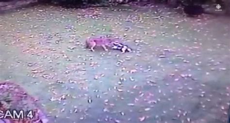 Prepare To Get Chills As This Coyote Attacks A Dog