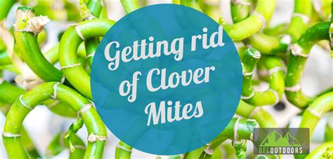 How To Get Rid Of Clover Mites Every Possible Way Gfl Outdoors
