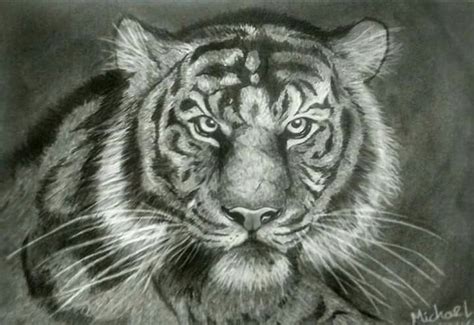 Tigre Desenho Realista 2014 Desenho Realista Desenhos Antigos Desenho