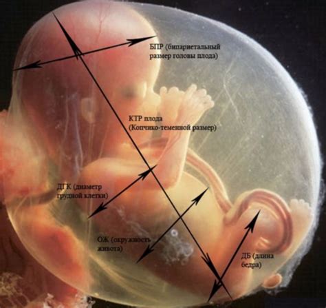 Gravidez De 15 Semanas