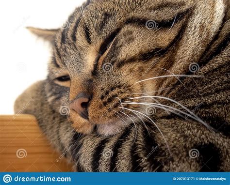 Muzzle Of A Tabby Cat Close Up Stock Image Image Of Slipping Animal