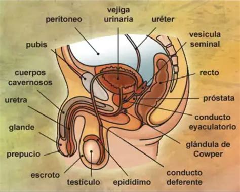 Ejercicio Interactivo De Anatomía Del Aparato Reproductor Masculino