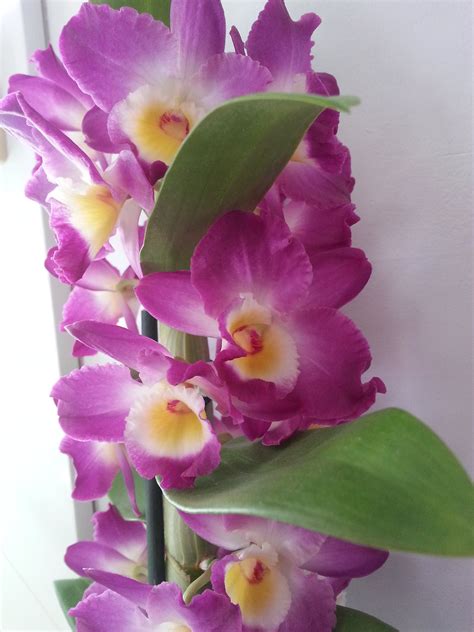 Dendrobium Nobile Orchid Care And Info Houseplant Central
