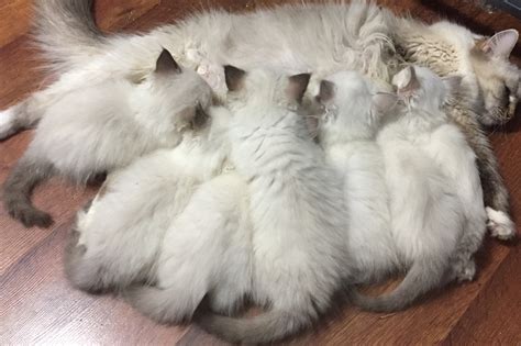 The international cat association tica. Ragdoll Cats, Ragdoll Kittens for Sale | O Canada Ragdolls ...