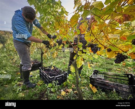 Winegrower Harvesting Red Grapes In A Vineyard Stock Photo Alamy