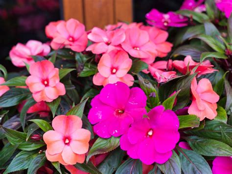 How To Grow New Guinea Impatiens Care For New Guinea Impatiens