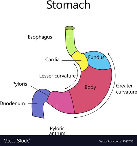 Internal Structure Human Stomach Royalty Free Vector Image