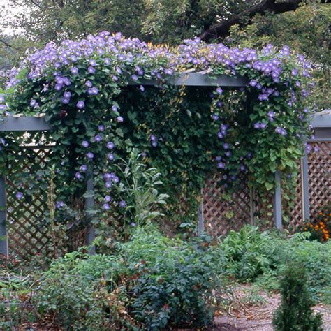 Flower heads are about 8 inches wide. Morning glory - Garden Ideas & Outdoor Decor