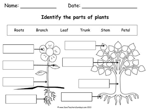 Parts Of A Plant And Parts Of A Tree Worksheet And Lesson Plan Teaching