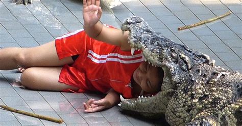Watch Thai Crocodile Handler Puts Head In Man Eaters Mouth For Just £