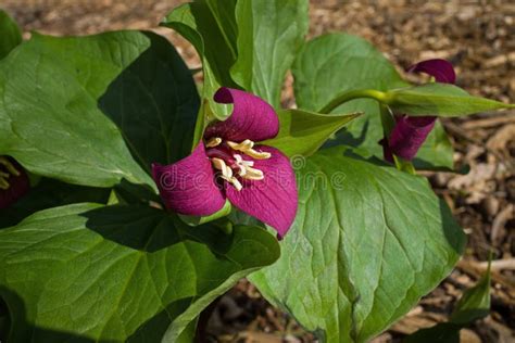 Trillium Flowers In The Early Spring Stock Photo Image Of Perpetual
