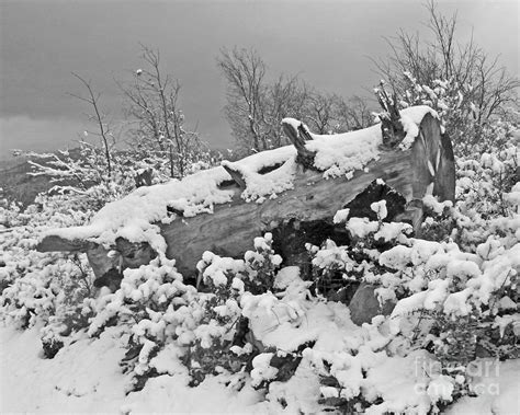 Snow Covered Tree Log Black And White Photo Photograph By Kenny Bosak