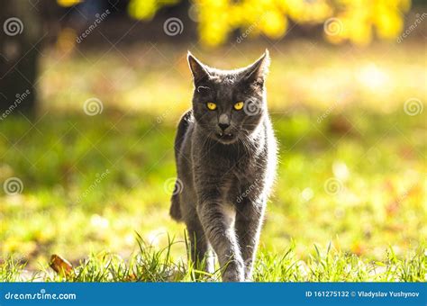 Funny Gray Cat Goes To The Camera On The Autumn Summer Bright