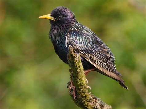 European Starling Celebrate Urban Birds