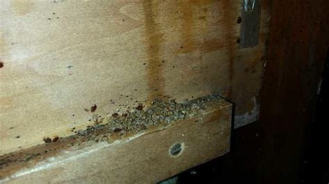Pests We Treat Super Bad Bed Bug Infestation In Forked River Nj