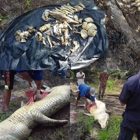 Photos Monster Crocodile That Killed Plantation Worker Caught And
