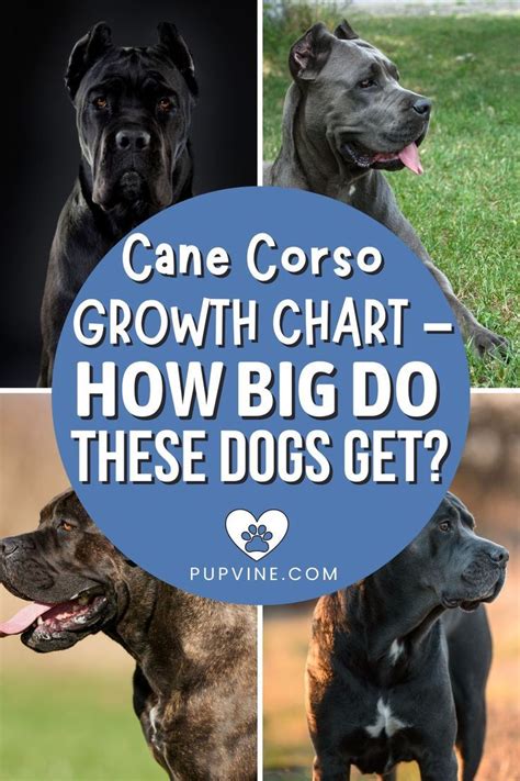 Cane Corso Growth Chart How Big Do These Dogs Get Cane Corso Cane