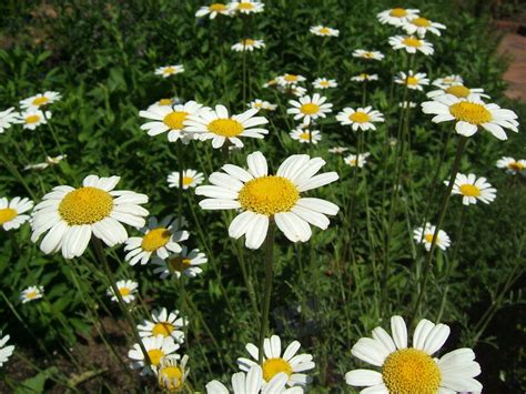 Daisies Galore 01 Photograph By George Bostian Pixels