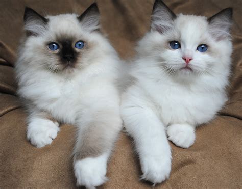 Ragdoll Cats Photo Gallery Bluegem Ragdolls Ragdoll Breeder Georgia