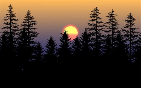 Premium Vector Silhouette Of Pine Trees On Sunset
