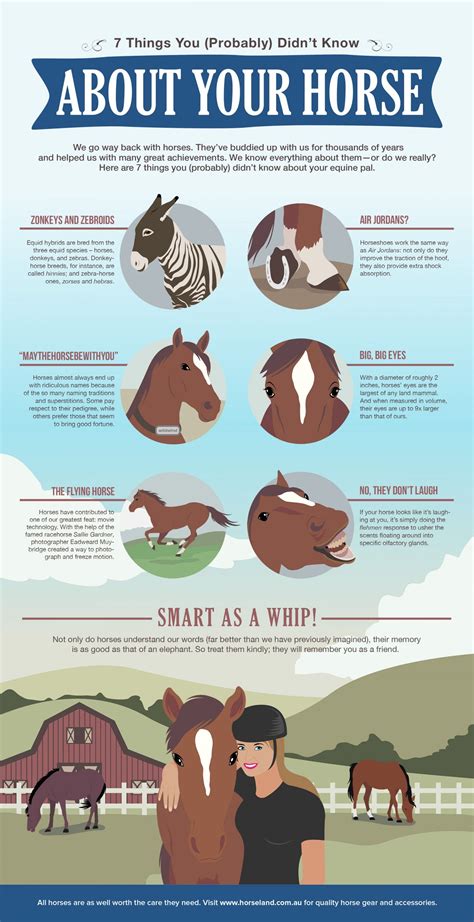 7 Things You Probably Didnt Know About Your Horse Infographic Horse