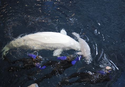 chicago aquarium officials determine sex of beluga calf fox 2