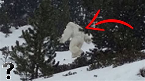 Abominable Snowman Real