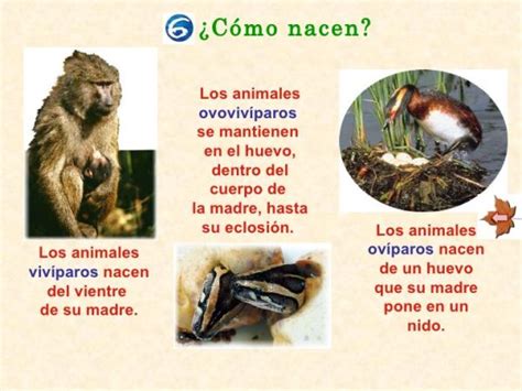 Diferencias Entre Animales Vivíparos Ovíparos Y Ovovivíparos Resumen