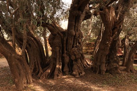 In Palestine Protecting One Of The Worlds Oldest Olive Trees Is A 24