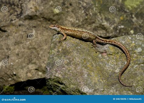 Common Lizard Lacerta Vivipara Stock Photo Image Of Wildlife
