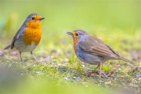 Male And Female Red Robin Bird طيور العرب