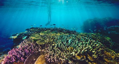 welcome great barrier reef foundation