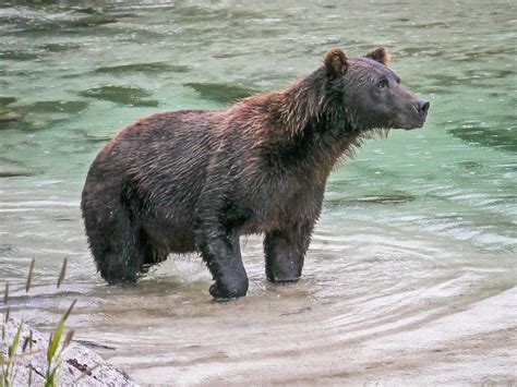 Photoscope Kodiak Bears Of Katmay Alaska