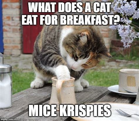 Cat Food Meme Cats Cat Puns Cat Memes
