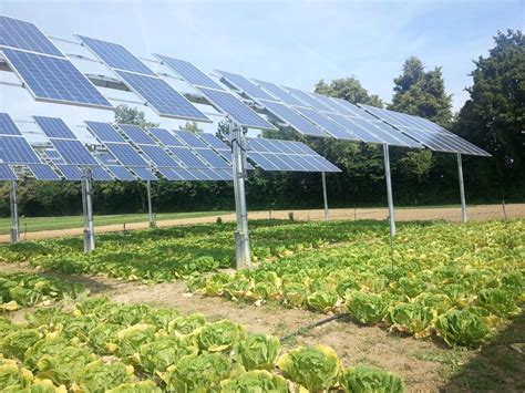 Doubling Up Crops With Solar Farms Could Increase Land Use Efficiency