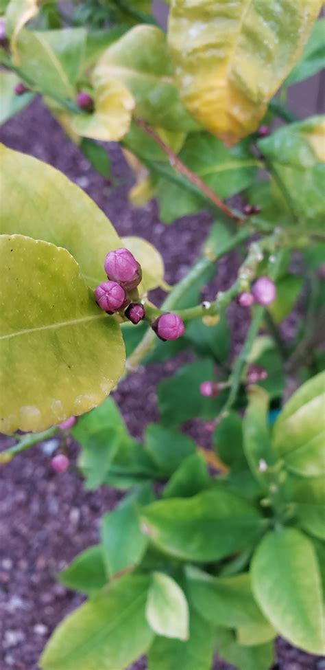 Use a slow release fertilizer. What are these purple buds on my Meyer Lemon? I read Lemon ...