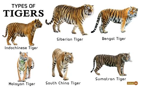 Tiger Facts Types Classification Habitat Diet Adaptations