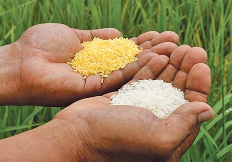 Ph Becomes First Country To Approve Golden Rice For Commercial Production The Manila Journal
