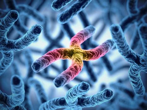 Scientists Achieve First Complete Assembly Of Human X Chromosome