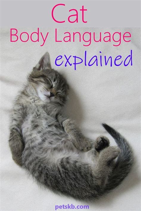 The Complete Guide To Cat Body Language Cat Body Cats Funny Cats