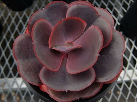 To know the player of curio quest to get many curio coins and please subscribe and like for more. Echeveria 'Valentine' | World of Succulents