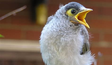 The Birds We Love To Hate Australian Geographic