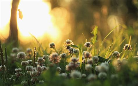 Hd Wallpaper Sunrise Morning First Sun Rays Flowers Meadow With