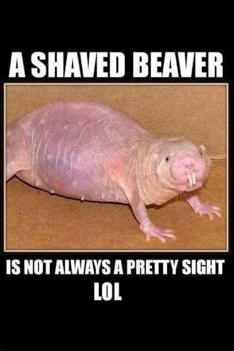 Free Shaved Beaver Cliparts Download Free Shaved Beaver Cliparts