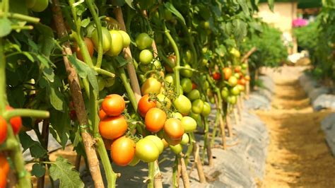 Fresh Organic Tomato Vine In Farm With Stock Footage Sbv 311294638