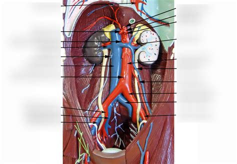 Abdominal Blood Vessels Diagram Quizlet