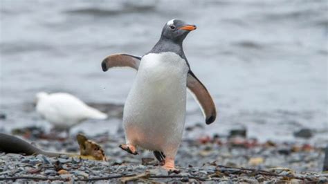 Do Penguins Have Knees Penguin Legs Knees And Ankles